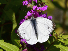 Stor kålsommerfugl (Pieris brassicae)