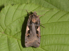 Setaceous Hebrew Character (Xestia c-nigrum)
