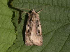 Setaceous Hebrew Character (Xestia c-nigrum)