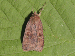 Barred Chestnut (Diarsia dahlii)