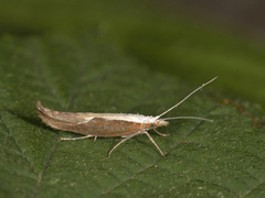 Honeysuckle Moth (Ypsolopha dentella)