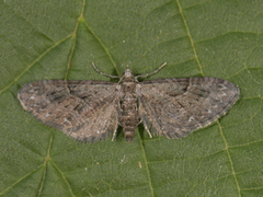 Augustdvergmåler (Eupithecia pusillata)