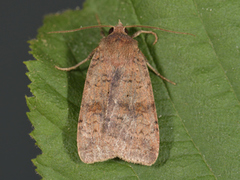 Barred Chestnut (Diarsia dahlii)