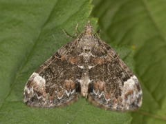 Common Marbled Carpet (Dysstroma truncata)