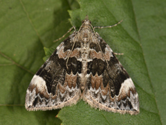 Common Marbled Carpet (Dysstroma truncata)