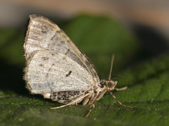Common Marbled Carpet (Dysstroma truncata)