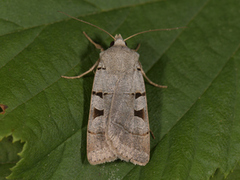 Autumnal Rustic (Eugnorisma glareosa)
