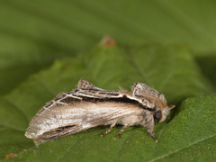 Swallow Prominent (Pheosia tremula)