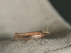 White-shouldered Smudge (Ypsolopha parenthesella)