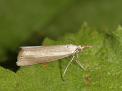 Blek nebbmott (Agriphila straminella)