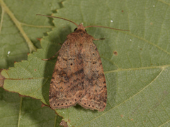 Barred Chestnut (Diarsia dahlii)