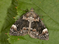 Common Marbled Carpet (Dysstroma truncata)
