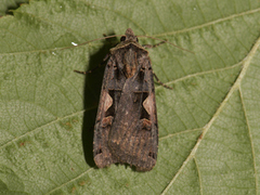 Setaceous Hebrew Character (Xestia c-nigrum)