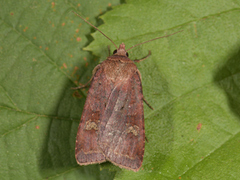 Barred Chestnut (Diarsia dahlii)
