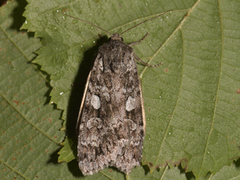 Great Brocade (Eurois occulta)