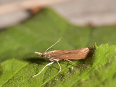 Common Grass-veneer (Agriphila tristella)