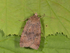 Barred Chestnut (Diarsia dahlii)