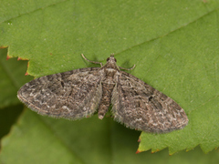 Augustdvergmåler (Eupithecia pusillata)