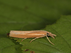 Common Grass-veneer (Agriphila tristella)