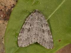 Autumnal Moth (Epirrita autumnata)