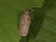 Brown Flat-body (Depressaria badiella)