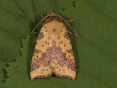 Fiolettbåndet gulfly (Xanthia togata)