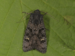 Black Rustic (Aporophyla nigra)