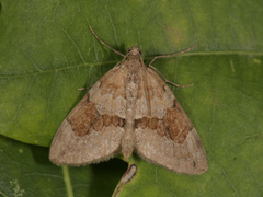 Grey Pine Carpet (Thera obeliscata)