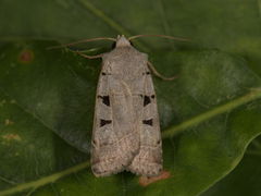 Grått kilefly (Eugnorisma glareosa)