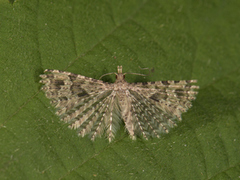 Many-plumed Moth (Alucita hexadactyla)