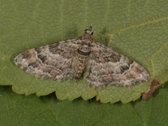 Double-striped Pug (Gymnoscelis rufifasciata)