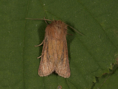 Starrfly (Denticucullus pygmina)