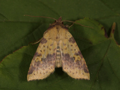 Fiolettbåndet gulfly (Xanthia togata)