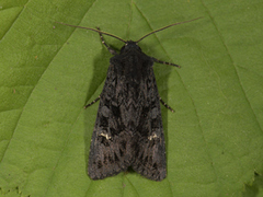 Black Rustic (Aporophyla nigra)