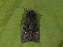 Stort lyngheifly (Aporophyla nigra)