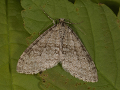 Early Tooth-striped (Trichopteryx carpinata)