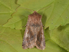 Buemerket seljefly (Orthosia gothica)