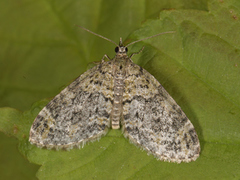 Yellow-barred Brindle (Acasis viretata)