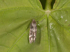 Mompha sturnipennella