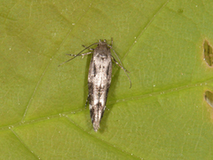Kentish Cosmet (Mompha sturnipennella)