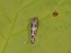 Kentish Cosmet (Mompha sturnipennella)
