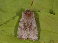 Red Chestnut (Cerastis rubricosa)