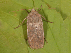 Variabelt flatfly (Conistra vaccinii)