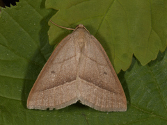 Brown Silver-line (Petrophora chlorosata)