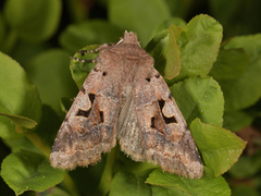 Buemerket seljefly (Orthosia gothica)