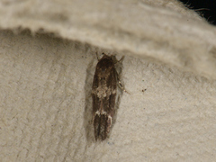 Kentish Cosmet (Mompha sturnipennella)