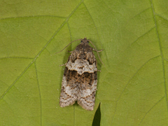Dark-barred Tortrix (Syndemis musculana)