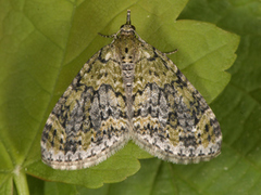 Yellow-barred Brindle (Acasis viretata)