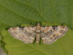 Revebjelledvergmåler (Eupithecia pulchellata)