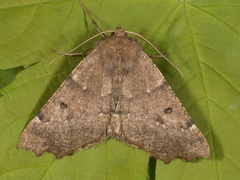 Scalloped Hazel (Odontopera bidentata)